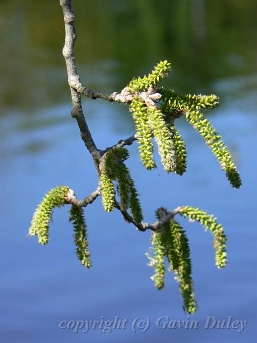 Catkins, River Torrens P1030579.JPG